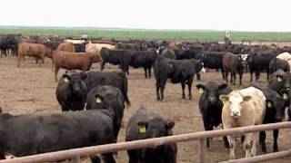 Safe And Caring Cattle Handling Practices