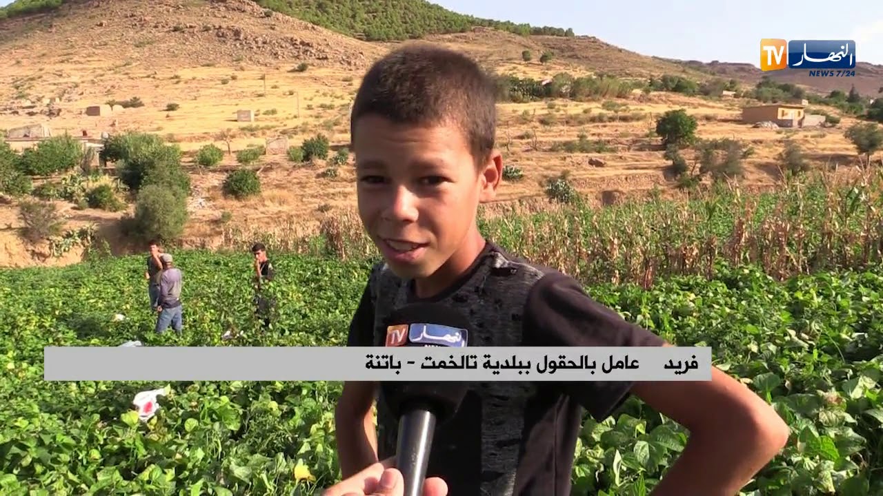 باتنة/ إنتاج وفير للفاصولياء الخضراء رغم قلة الإمكانيات ببلدية الرحبات