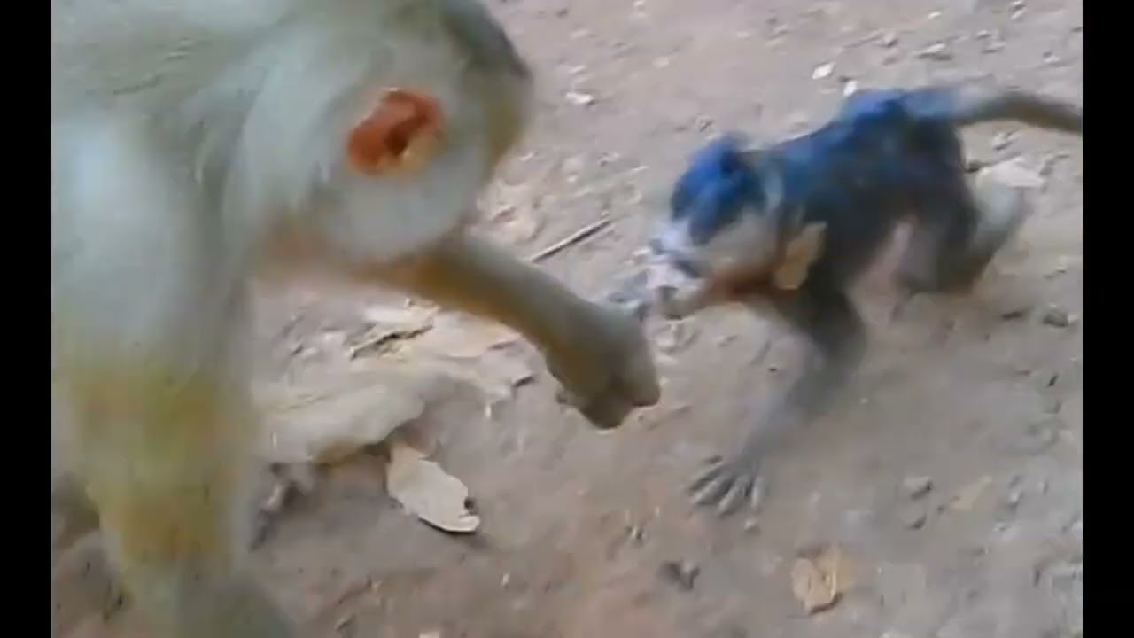 Poor baby monkey 