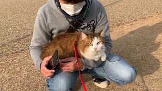 散歩でヘタレを返上できた猫