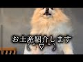 【おみおば】島根のお土産紹介します。途中でわんことケンカあり（＾∇＾）