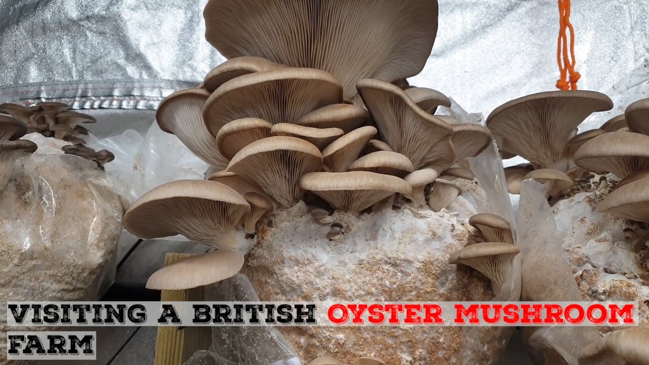 NonSuch-Shrooms Gourmet Mushroom Farm Visit | A Small Scale British
