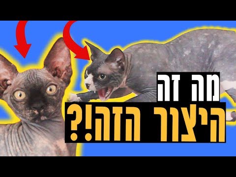 וִידֵאוֹ: איך לטפל בספינקס קנדי