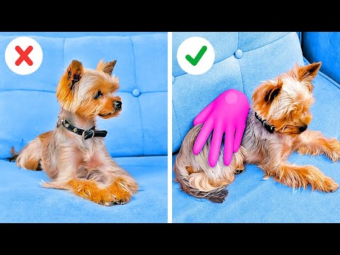 Vídeo: Um Animal De Estimação Ou Um Acessório?