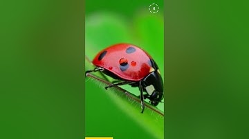 "Why Computer💻 Errors are Termed as Bugs"🐞 #facts #shortsviral#shorts #shortsfeed #viral #tending