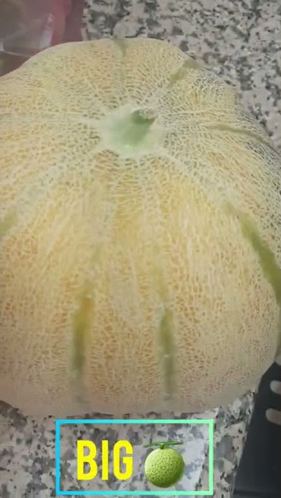 ARAB'S COUNTRY  BIG MELON 🍈 #hasminofwvlogs #maidinsaudiarabia