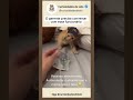O atendente cismando que a nota era falsa #shorts #viral #cat #petsfofinhos