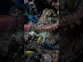 Colorful Fish Attack a Mother Octopus’s Eggs #whale  #WhaleFacts  #oceanlife  #marinebiology