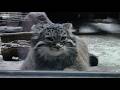 掃除中の飼育員をめっちゃ見ているマヌル「フィーガ＆アブリコース」（上野動物園）Pallas's Cat Baby
