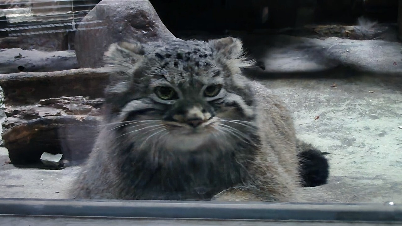 掃除中の飼育員をめっちゃ見ているマヌル「フィーガ＆アブリコース」（上野動物園）Pallas's Cat Baby