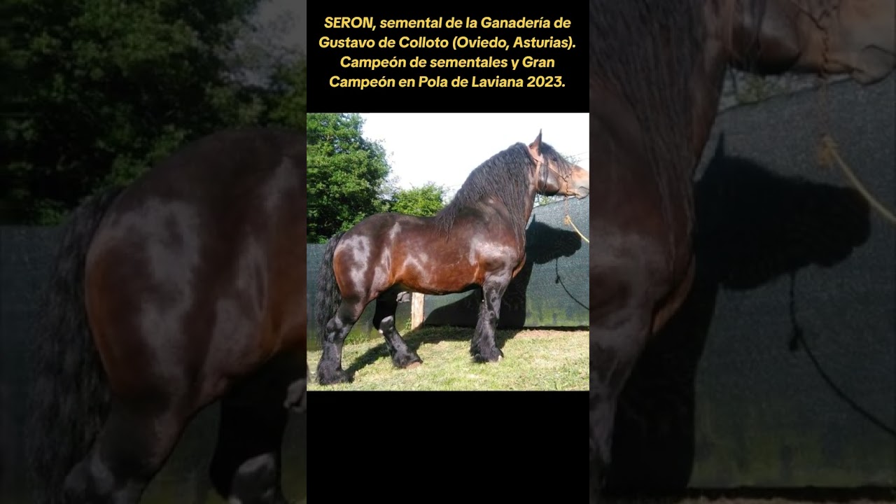 SERON, semental de la Ganadería de Gustavo de Colloto. Gran Campeón en Pola de Laviana 2023.