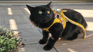 The cat was having so much fun on the walk that he didn't want to