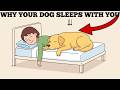 Psychology of Dogs That Sleep With You (What They are telling you)