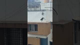 Monkey Slides Down Cable To Cross Building -  1503581