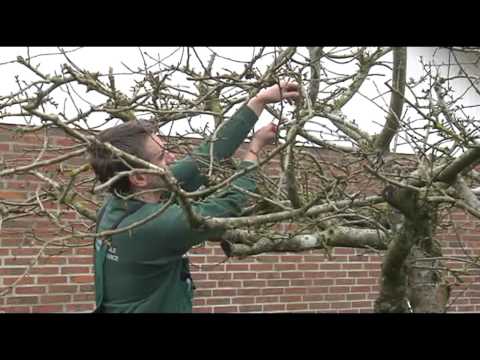 Video: Tip og tricks til beskæring af enebær