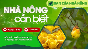 Hiệu quả từ mô hình trồng cây dược liệu xen dưới tán rừng