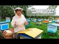 Пчеловодство№73 Ревизия после медосбора, смотрим количество запасов меда в улье и запасов перги