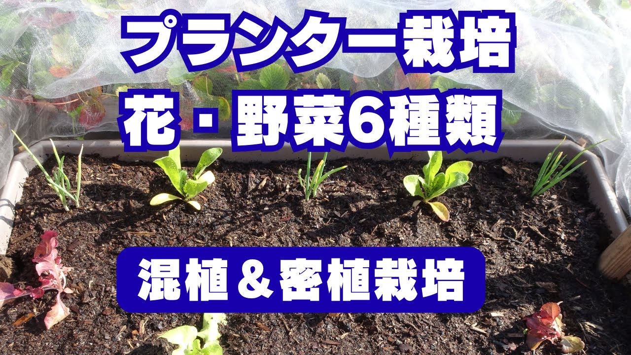 10月最後の種まき・定植 | 花とお野菜6種を混植・密植栽培 | プランター栽培 - YouTube
