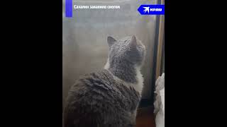 Сахалинцы «плавают» в снегу