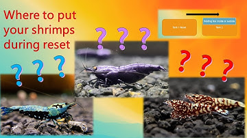Everything you need to know on where to put your shrimps during reset