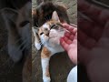 Song: "WITHOUT MERCY"#rockmusic #metalmusic #assaultthesilence #cats