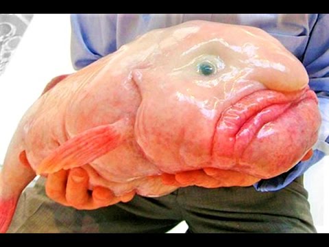 petco hours Animals you won't believe exist