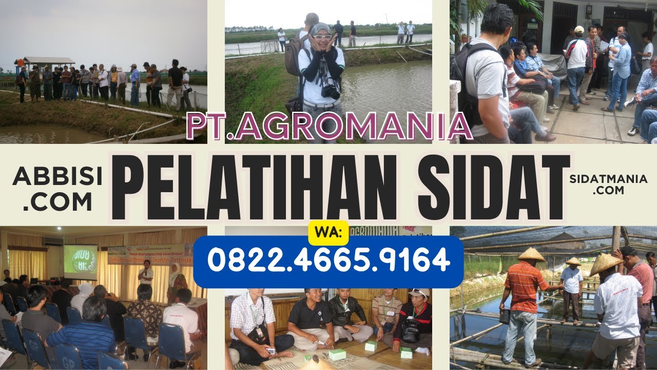 Harga Glass Eel Sangat Tinggi (Simposium Internasional Ikan Sidat