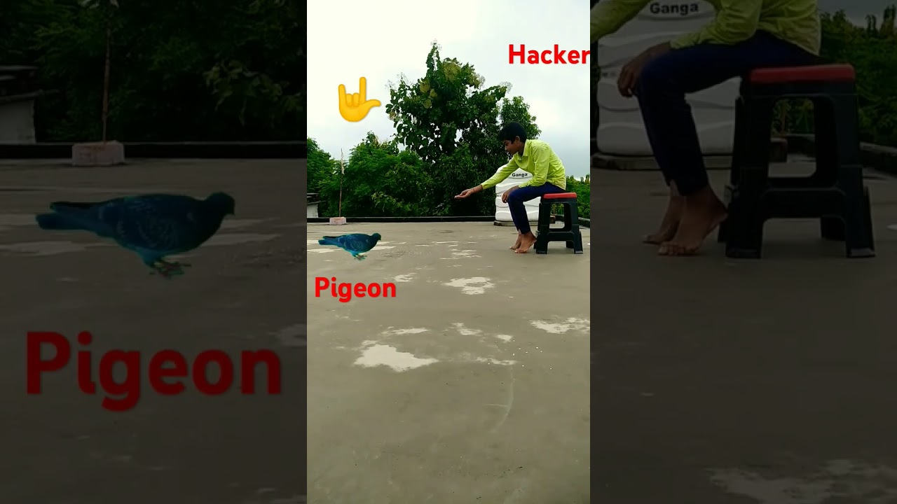 Pigeon trapper king 👑🤟🤟                   