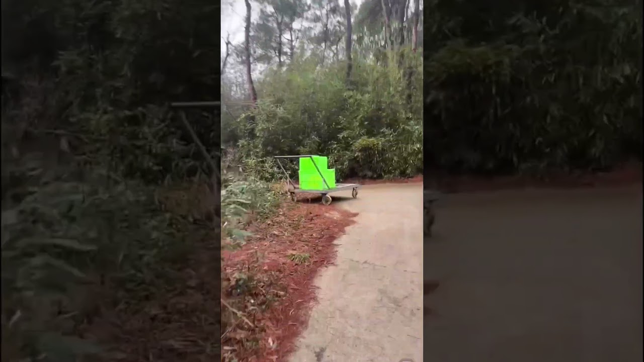 The tiger is roaring in the forest. Do you dare to walk in it?