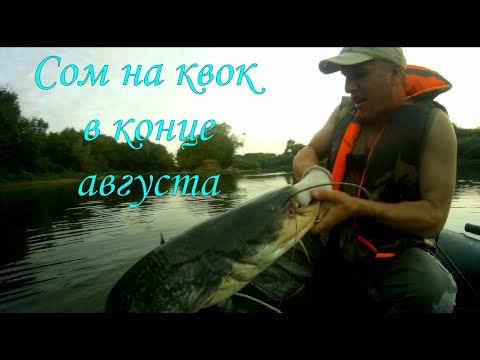 СОМ НА КВОК В КОНЦЕ АВГУСТА \ На сома с Санычем / #квок #сом #сомнаквок\