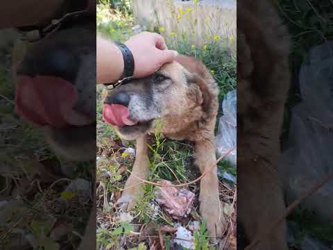 Видео: Собаченька получила утреннее угощение) #dog #doglover #dogs