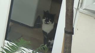 Bertie the Cat - Video 07