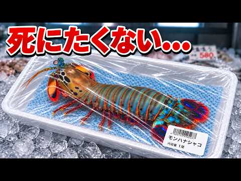 「スーパーに売っていた瀕死のシャコを飼育すると…」のサムネイル