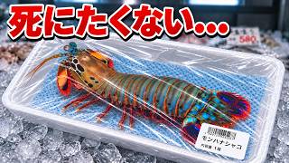 スーパーに売っていた瀕死のシャコを飼育すると…｜水ラーメン