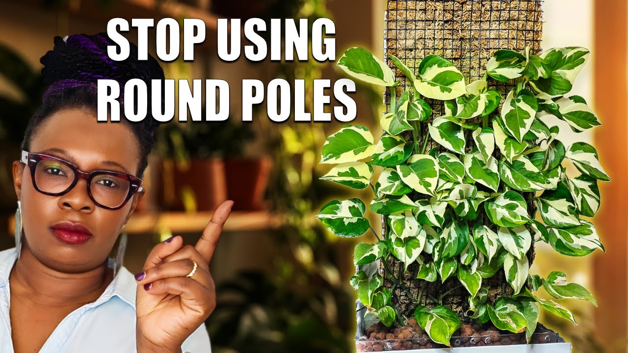 Стена из мха прямоугольной формы своими руками: секрет огромных листьев