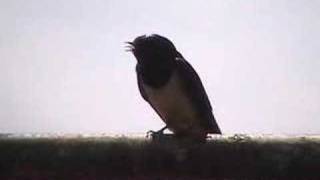 Swallow singing