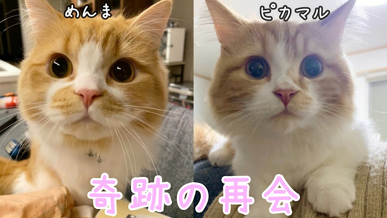 感動 めんまが兄弟猫と奇跡の再会をしました Youtube