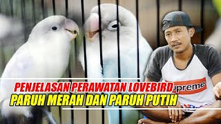 Tips seputar cara perwatan love bird paruh merah & paruh putih