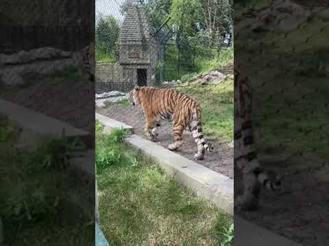 Tiger in Omahazoo #omahazoo