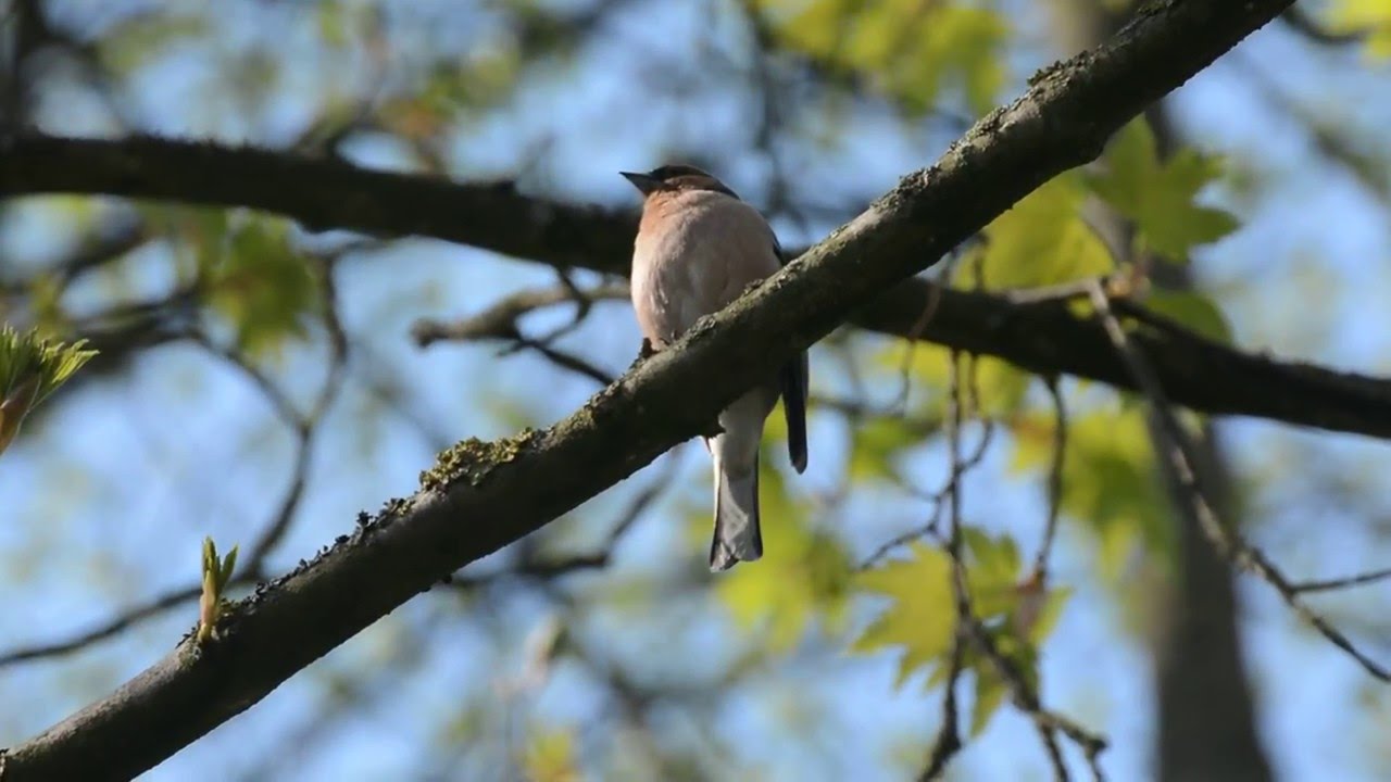 Buchfink Gesang / Common Chaffinch Song 