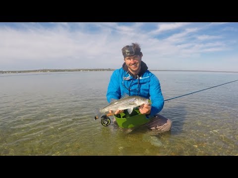 Fly Fishing Cape Cod For Striped Bass 101 