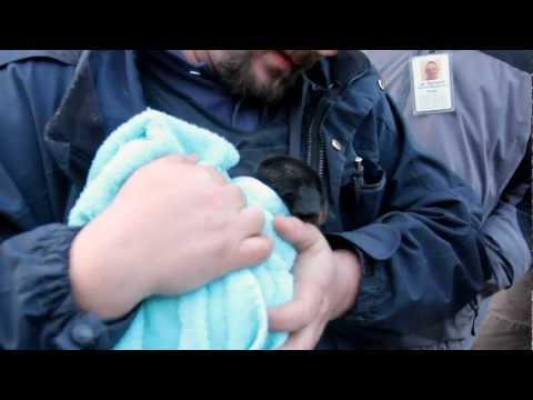 Trapped Puppy Rescued from Underground Pipe