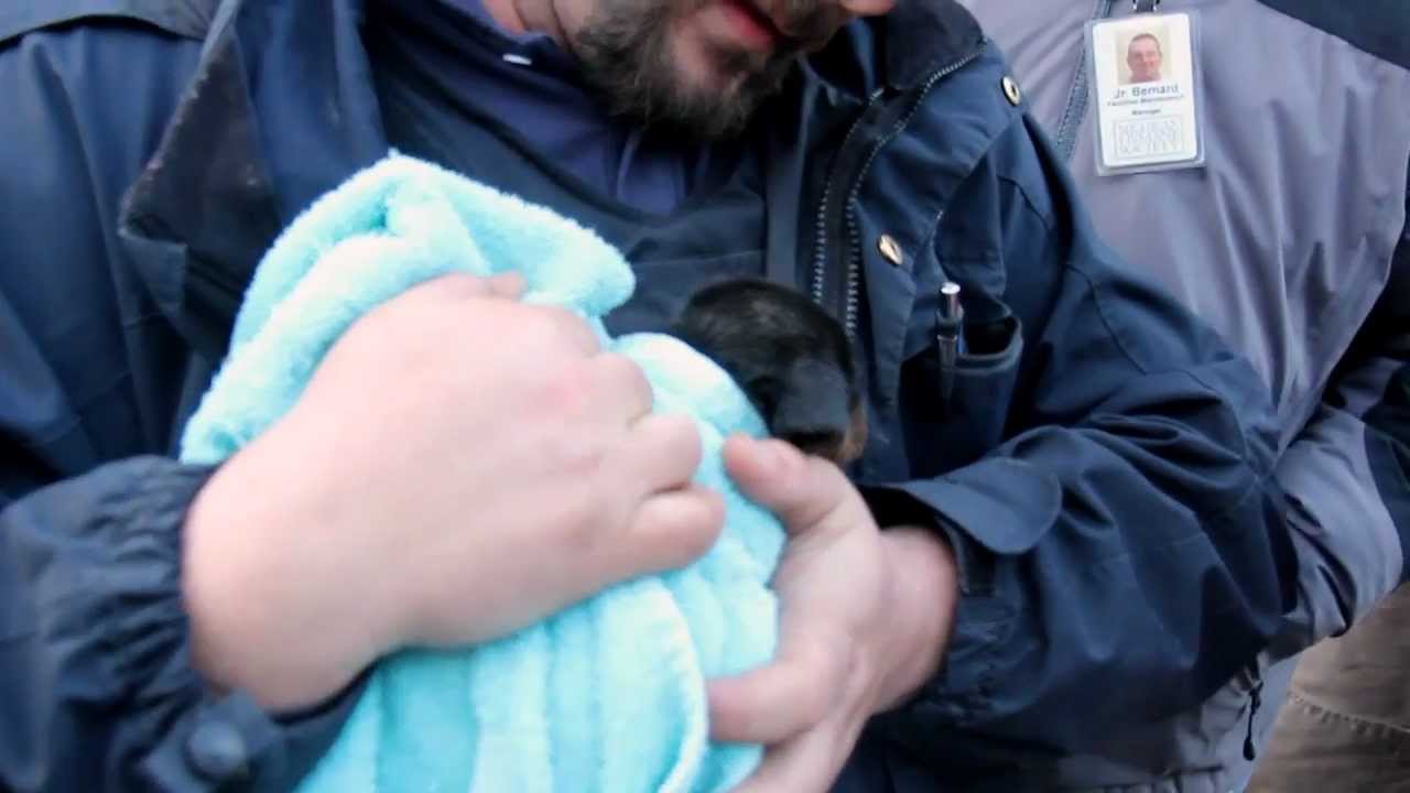 Trapped Puppy Rescued from Underground Pipe