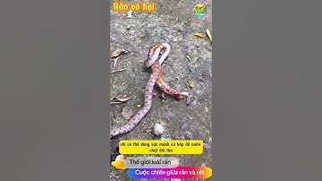 "Cuộc Chiến Khó Tin: Rắn Vô Hại Và Rết Độc - Ai Là Kẻ Chiến Thắng?"