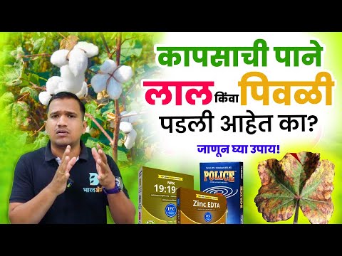 कापूस लाल्या रोग नियंत्रण | Red Leaf of Cotton | कापूस लाल आणि पिवळी पाने नियंत्रण #bharatagri - video from BharatAgri