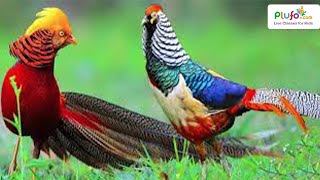 10 Interesting Facts about Birds | Birds Video | Educational Videos for Kids | Always on Learning