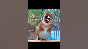 مقنين خلوي تغريد قوي 