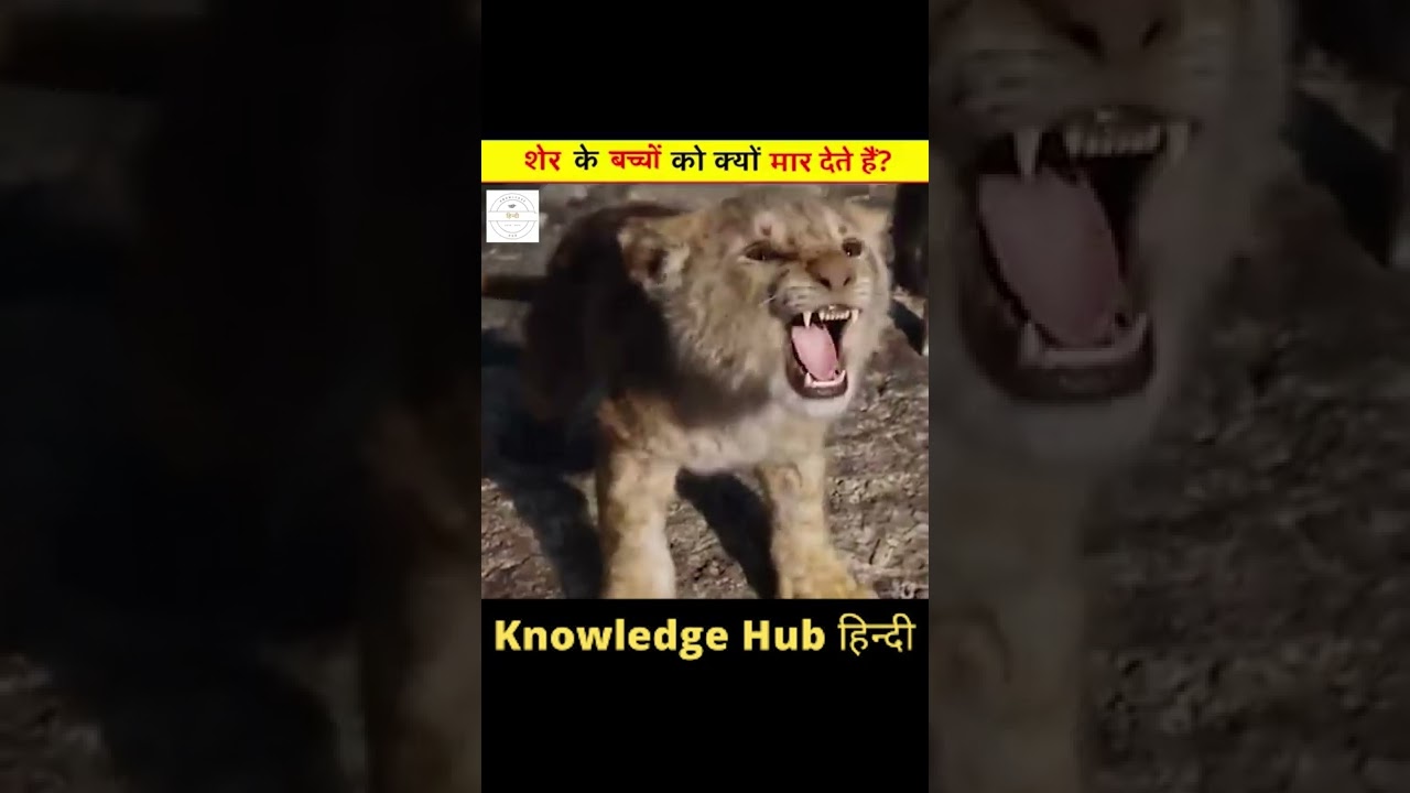 क्यों शेर के बच्चों को बचपन में ही मार दिया जाता हैं ? 