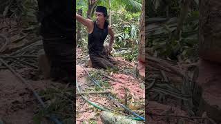 cutting down durian trees to cut the ground is a good technique