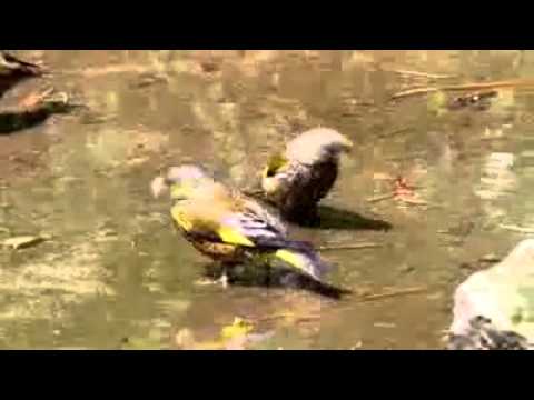 خضري شرقي حسون اخضر شرقي حسونيات 1